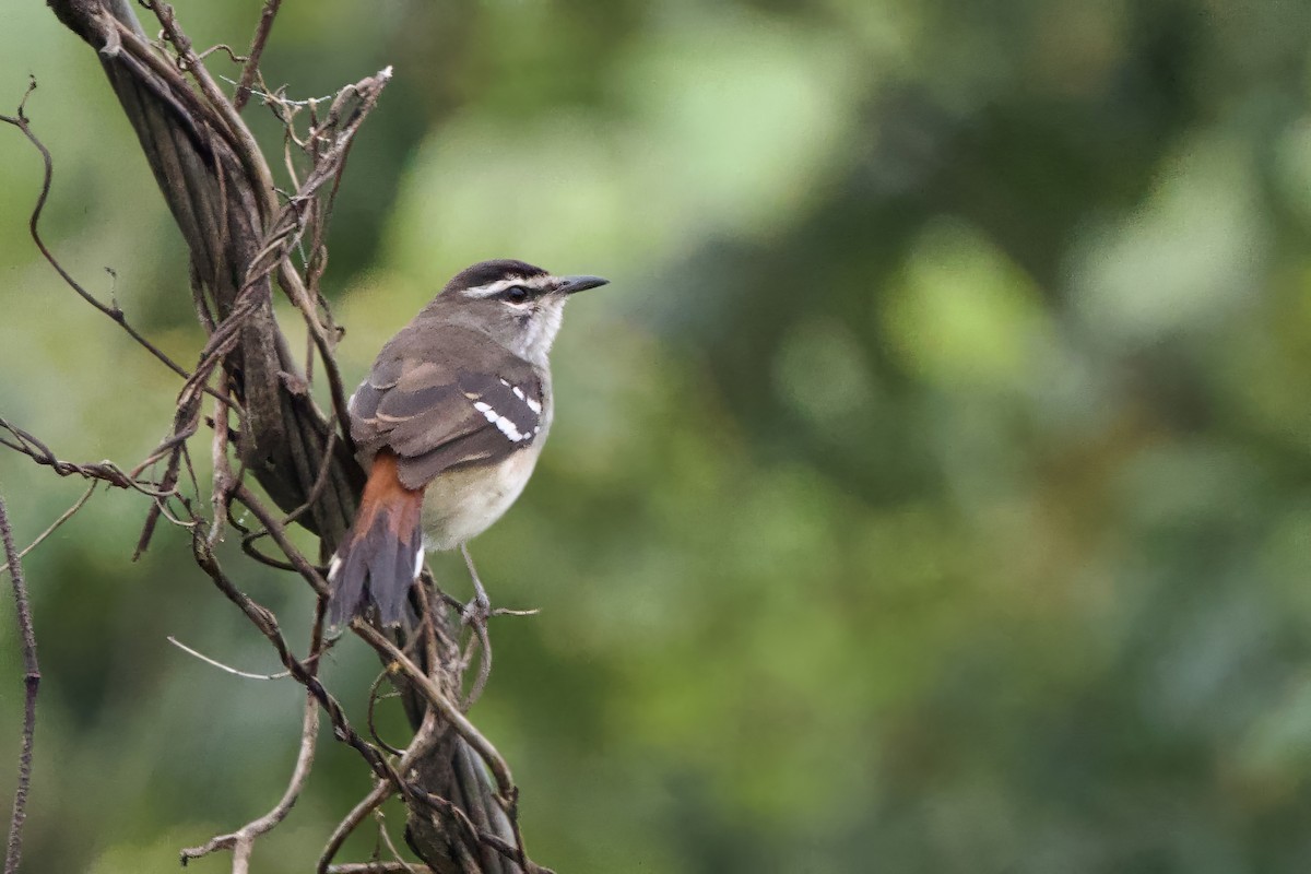 Brown-backed Scrub-Robin - ML640582113