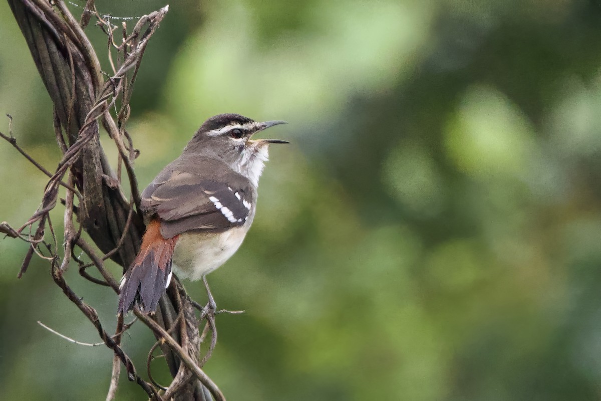 Brown-backed Scrub-Robin - ML640582116
