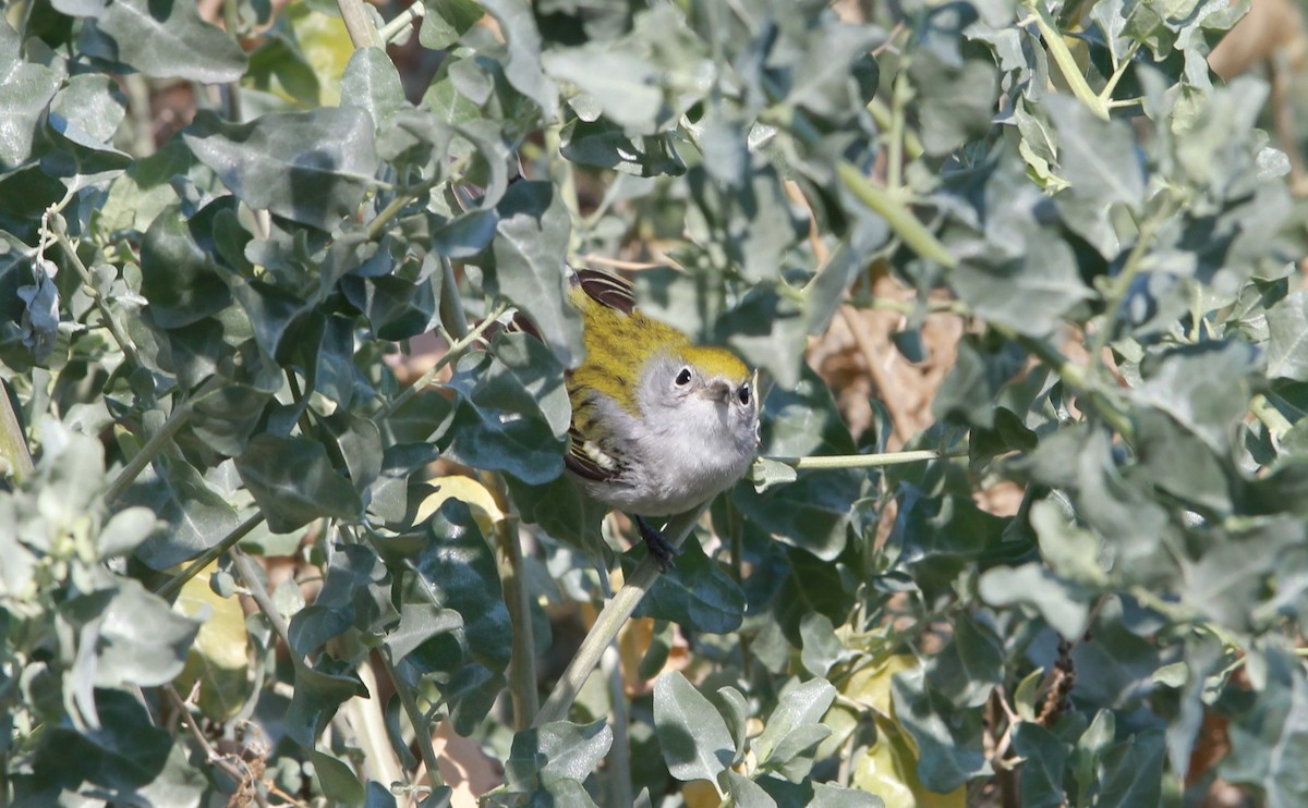 סבכון צהוב-כיפה - ML640582120