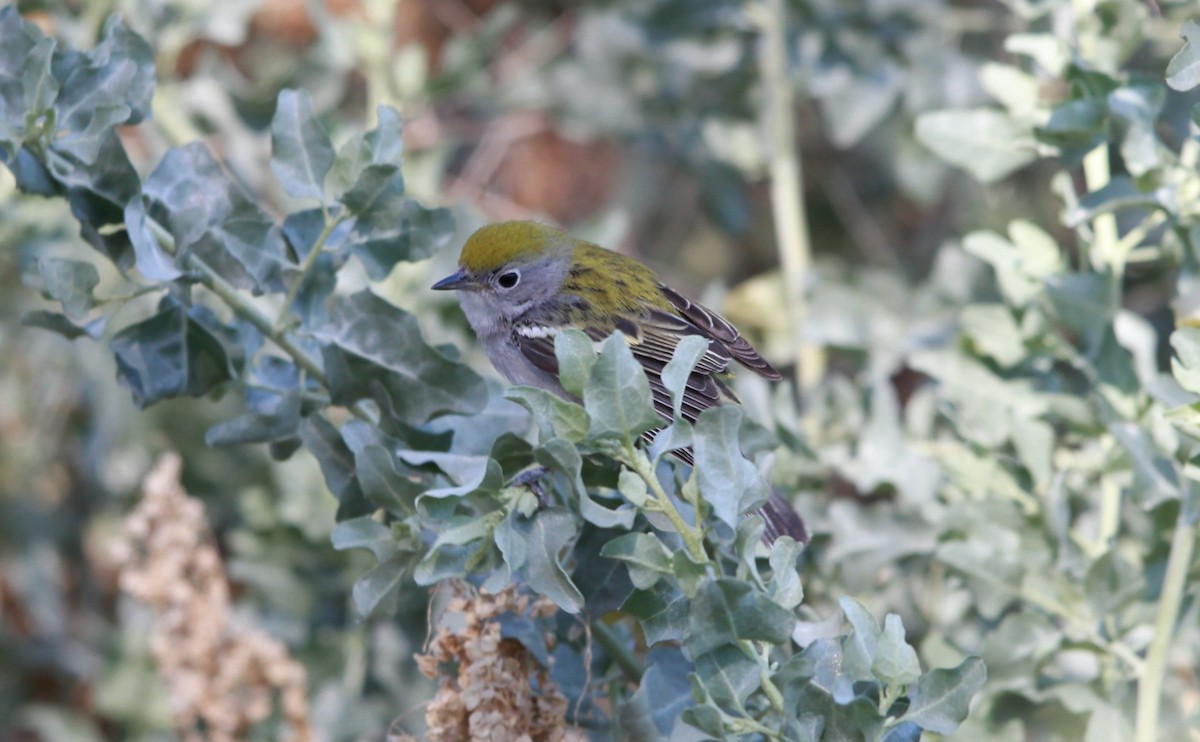 סבכון צהוב-כיפה - ML640582121