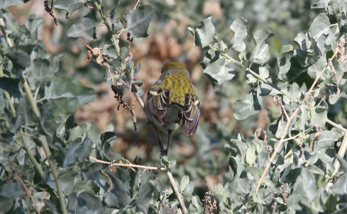 סבכון צהוב-כיפה - ML640582122