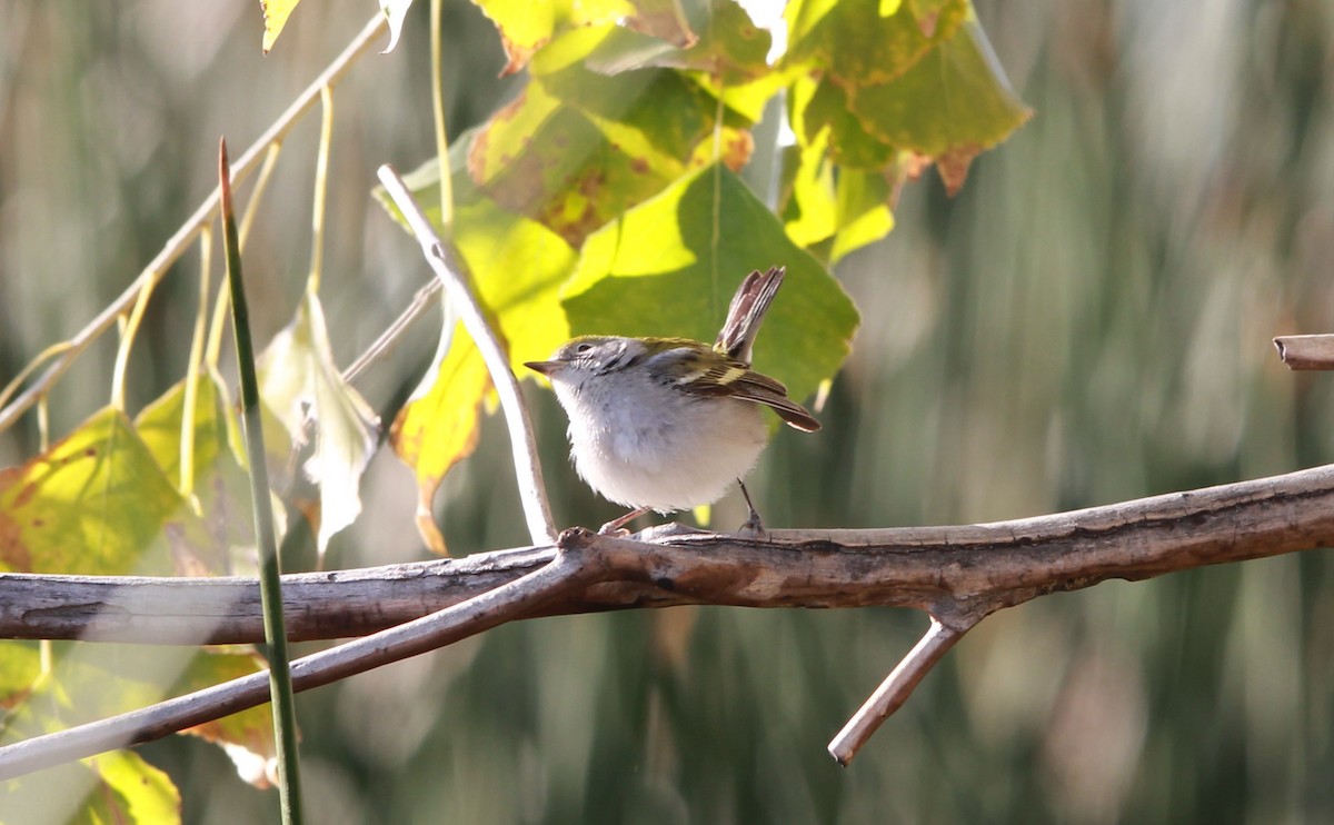 סבכון צהוב-כיפה - ML640582123