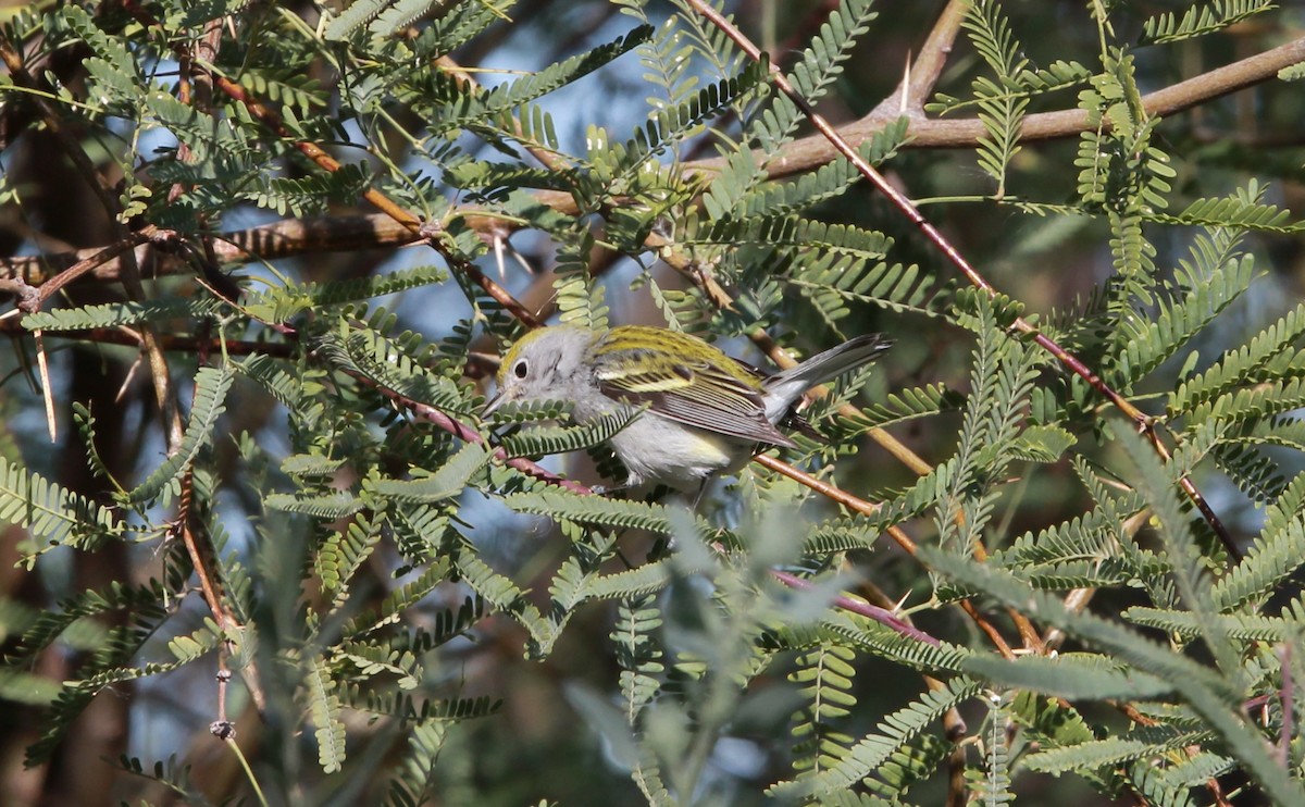 סבכון צהוב-כיפה - ML640582124