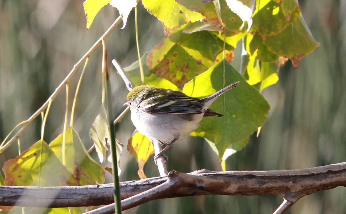 סבכון צהוב-כיפה - ML640582125