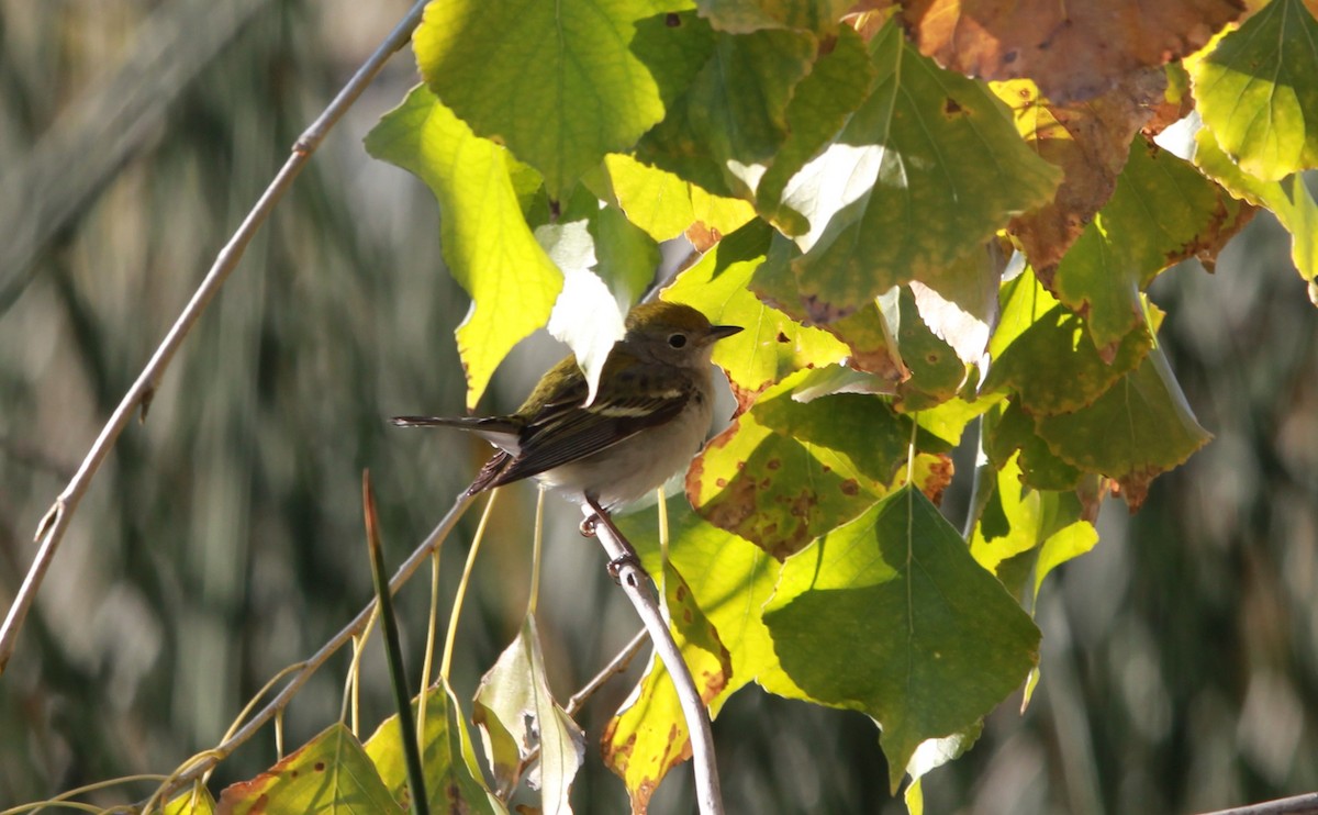 סבכון צהוב-כיפה - ML640582126