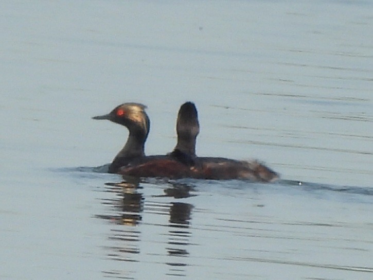 Eared Grebe - ML640582221