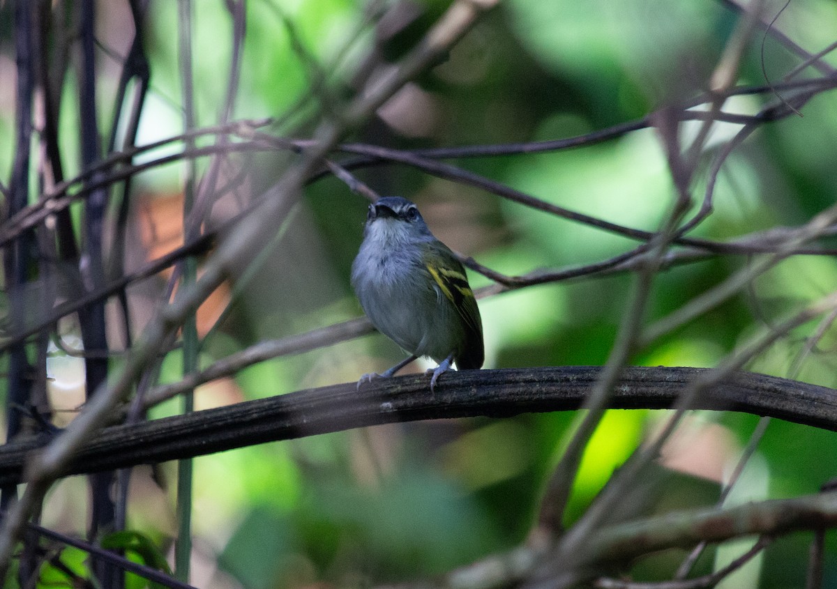 Slate-headed Tody-Flycatcher - ML640582247