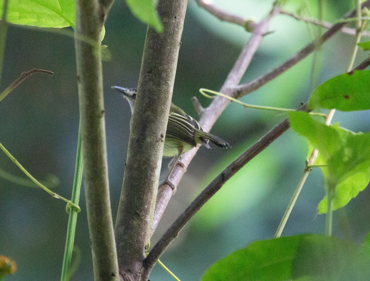 Slate-headed Tody-Flycatcher - ML640582248