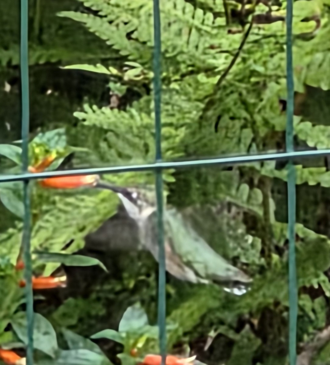 Ruby-throated Hummingbird - ML640582277