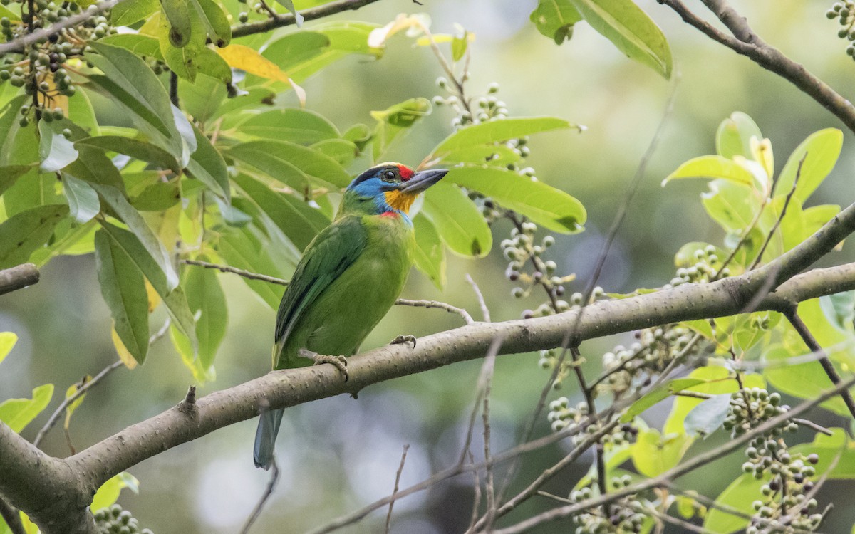 Black-browed Barbet - Ashraf Anuar Zaini