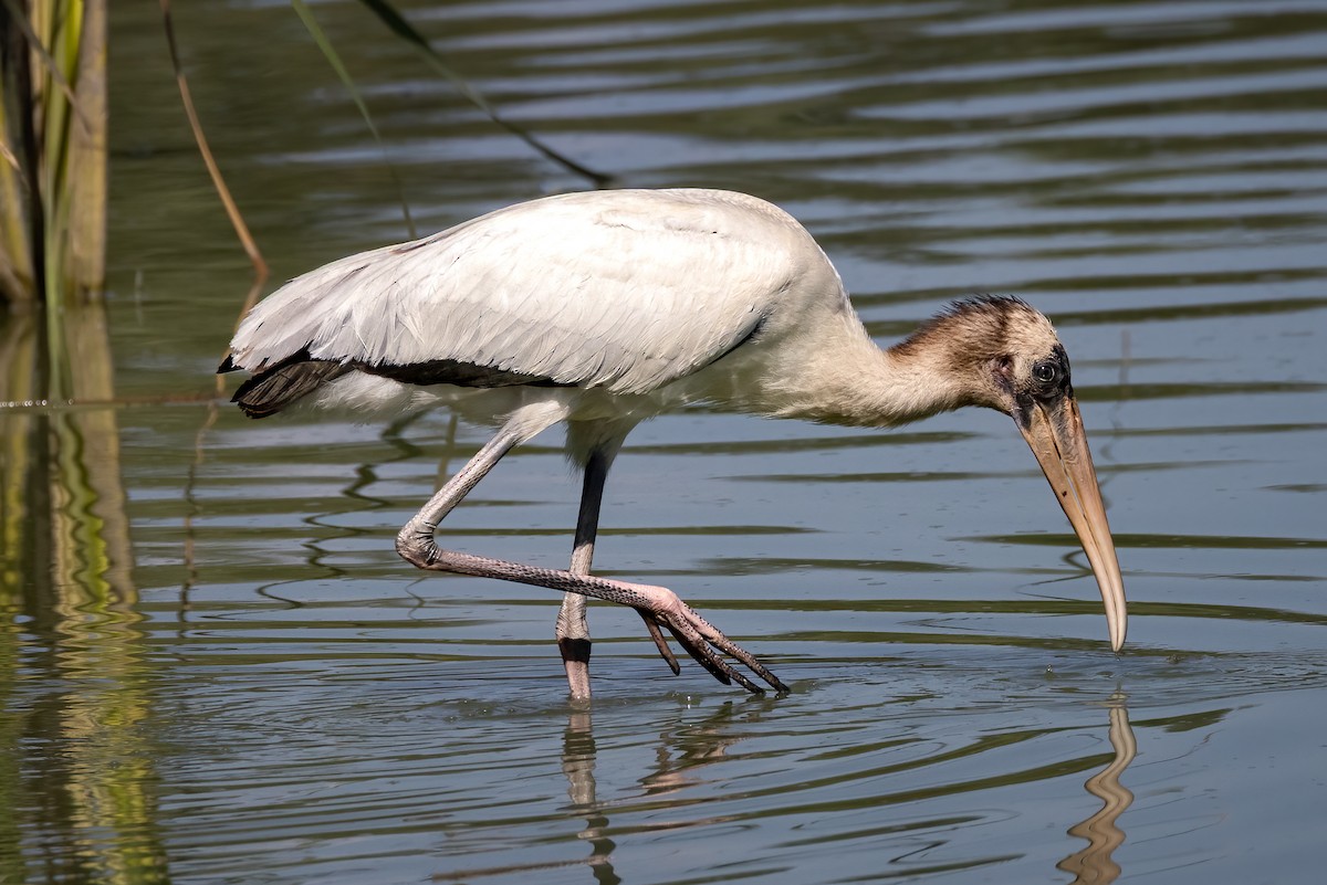Wood Stork - ML640582310