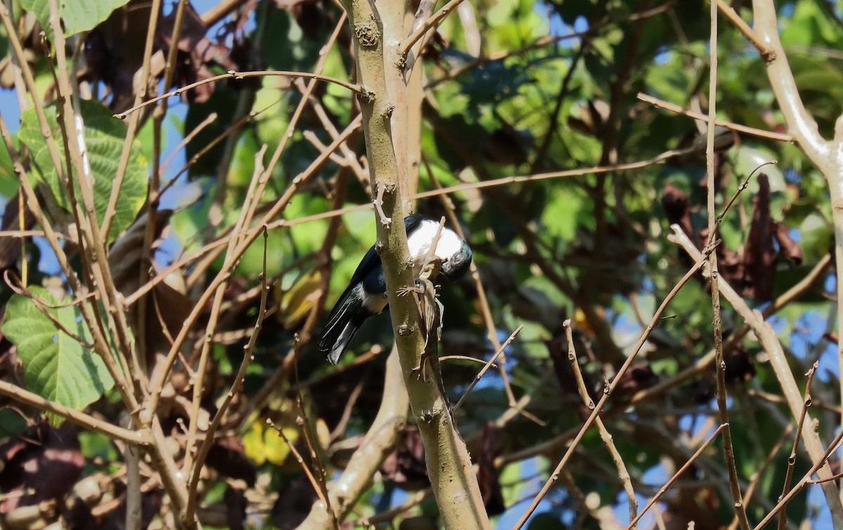 Philippine Falconet - ML640582315