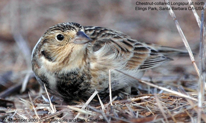 アカエリツメナガホオジロ - ML640582319