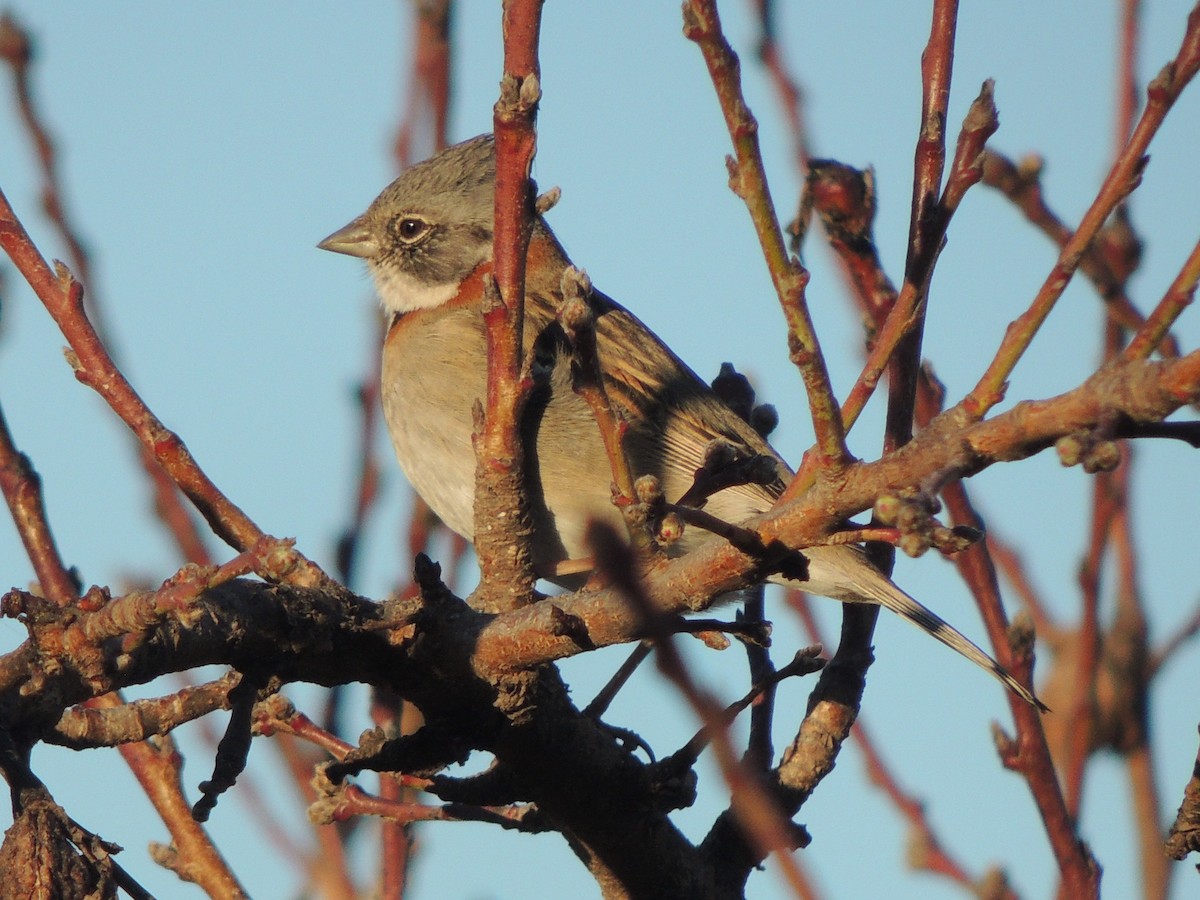 Rufous-collared Sparrow (Patagonian) - ML640582339