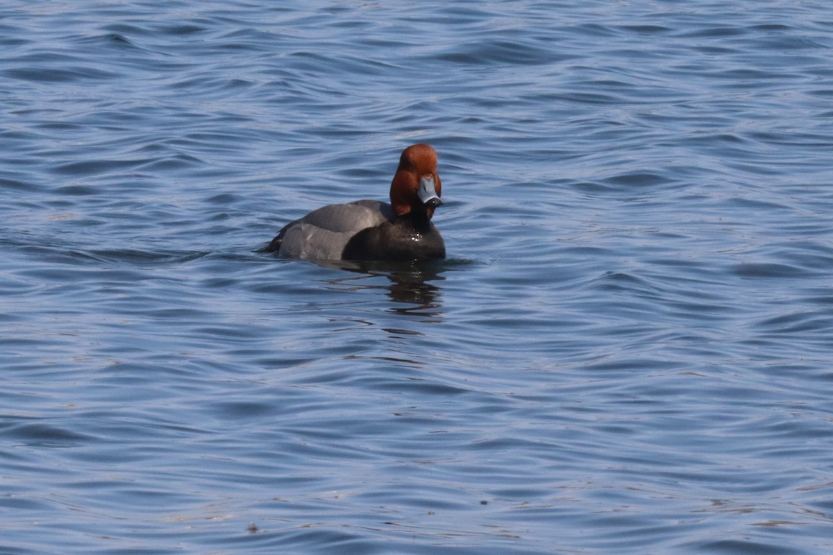 Redhead - ML640582351