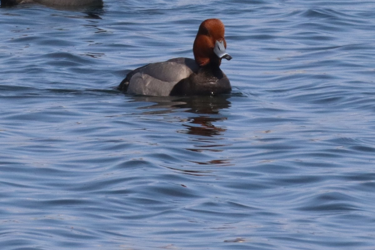 Redhead - ML640582352