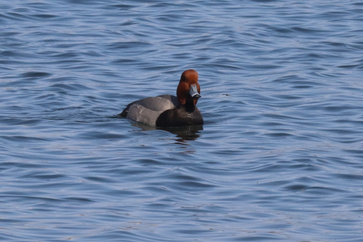 Redhead - ML640582353