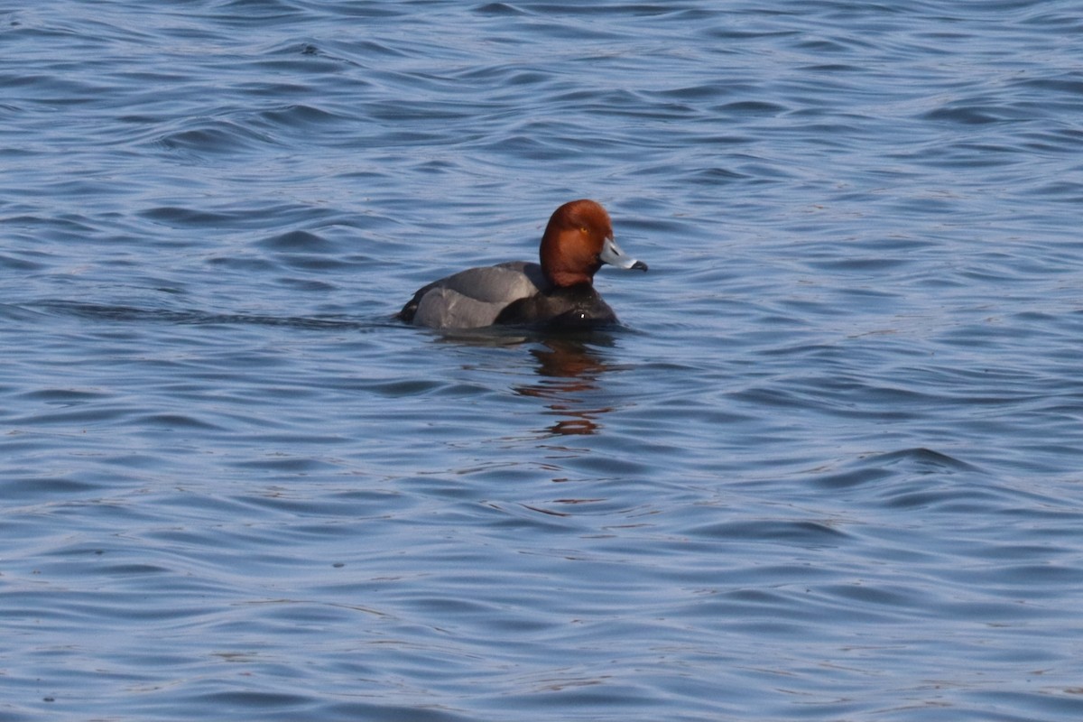 Redhead - ML640582354