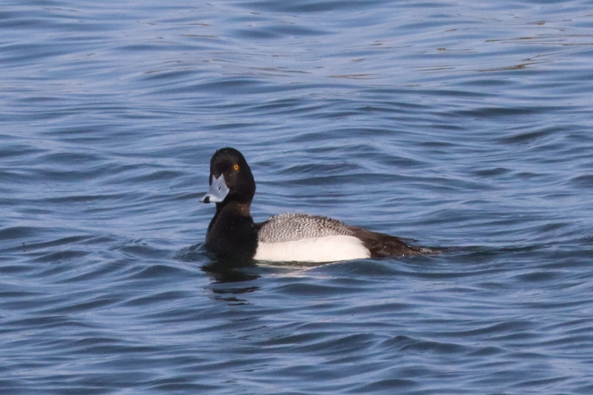 Lesser Scaup - ML640582380