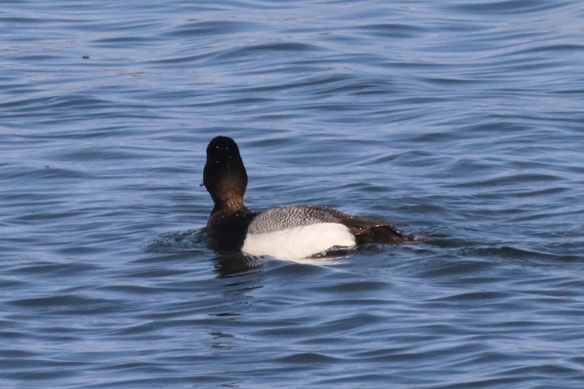 Lesser Scaup - ML640582381