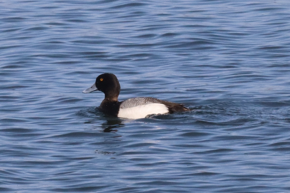 Lesser Scaup - ML640582382