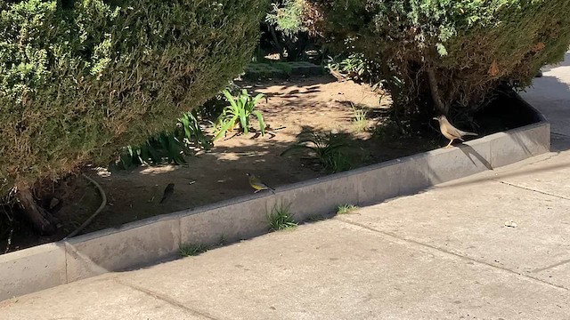 Gray-hooded Sierra Finch - ML640582386