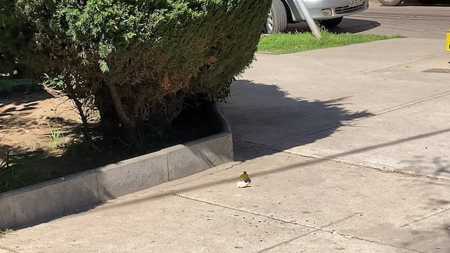 Gray-hooded Sierra Finch - ML640582388