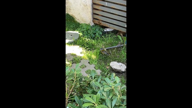 Gray-hooded Sierra Finch - ML640582389