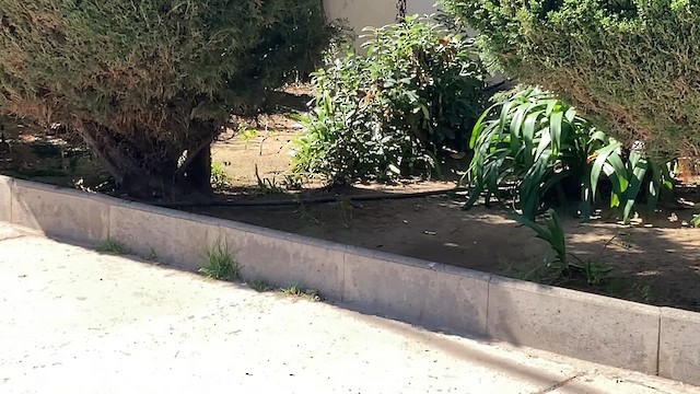 Gray-hooded Sierra Finch - ML640582390