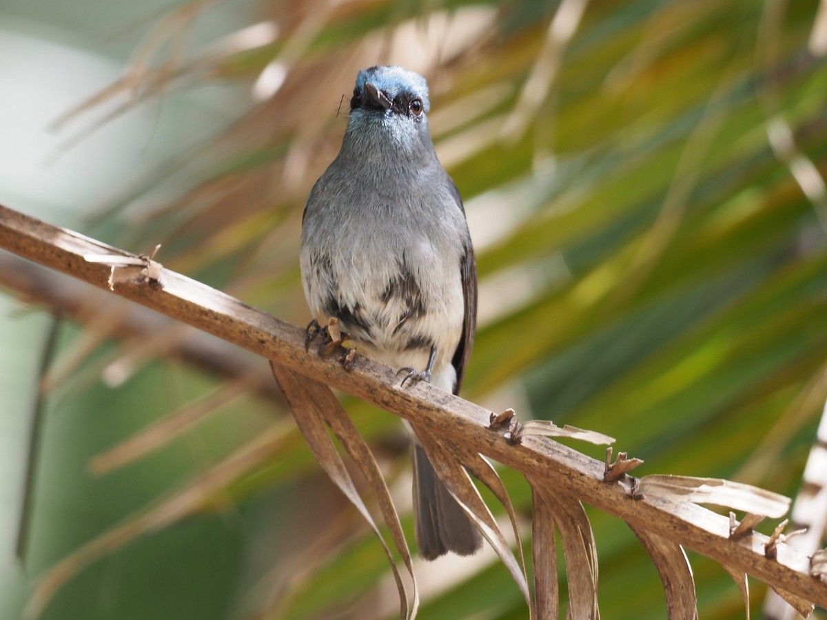 Dull-blue Flycatcher - ML640582470