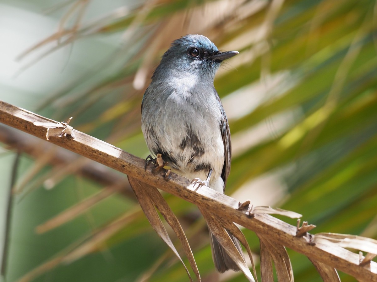 Dull-blue Flycatcher - ML640582471