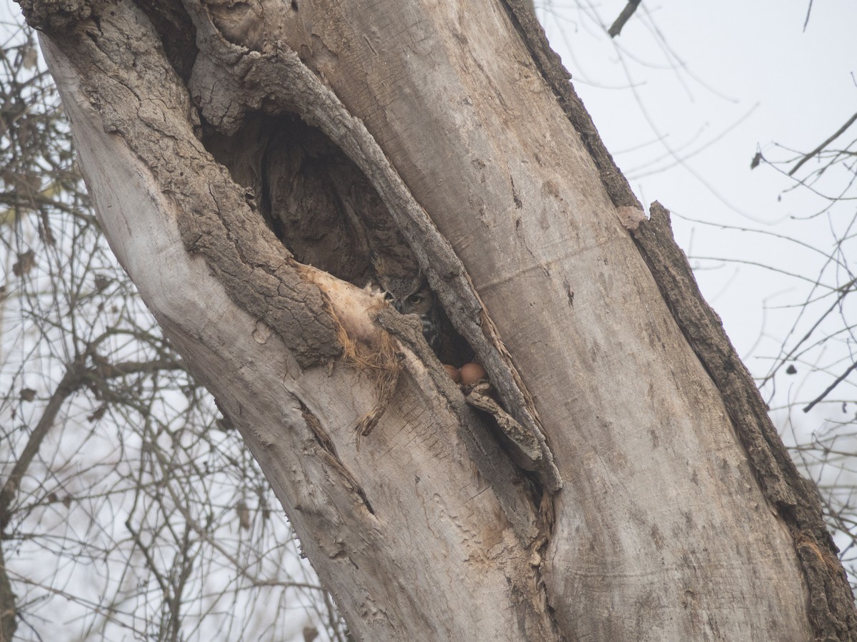 Great Horned Owl - ML640582508