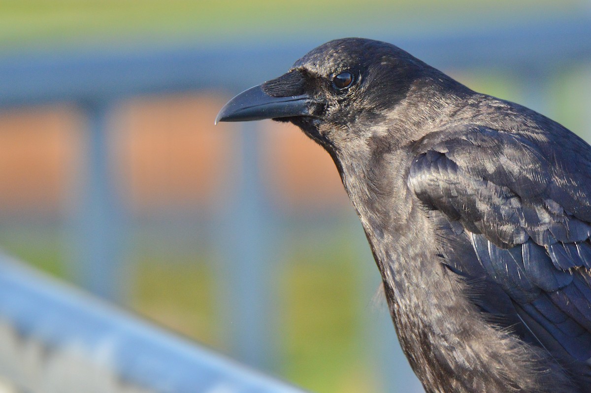 American Crow - ML640582509