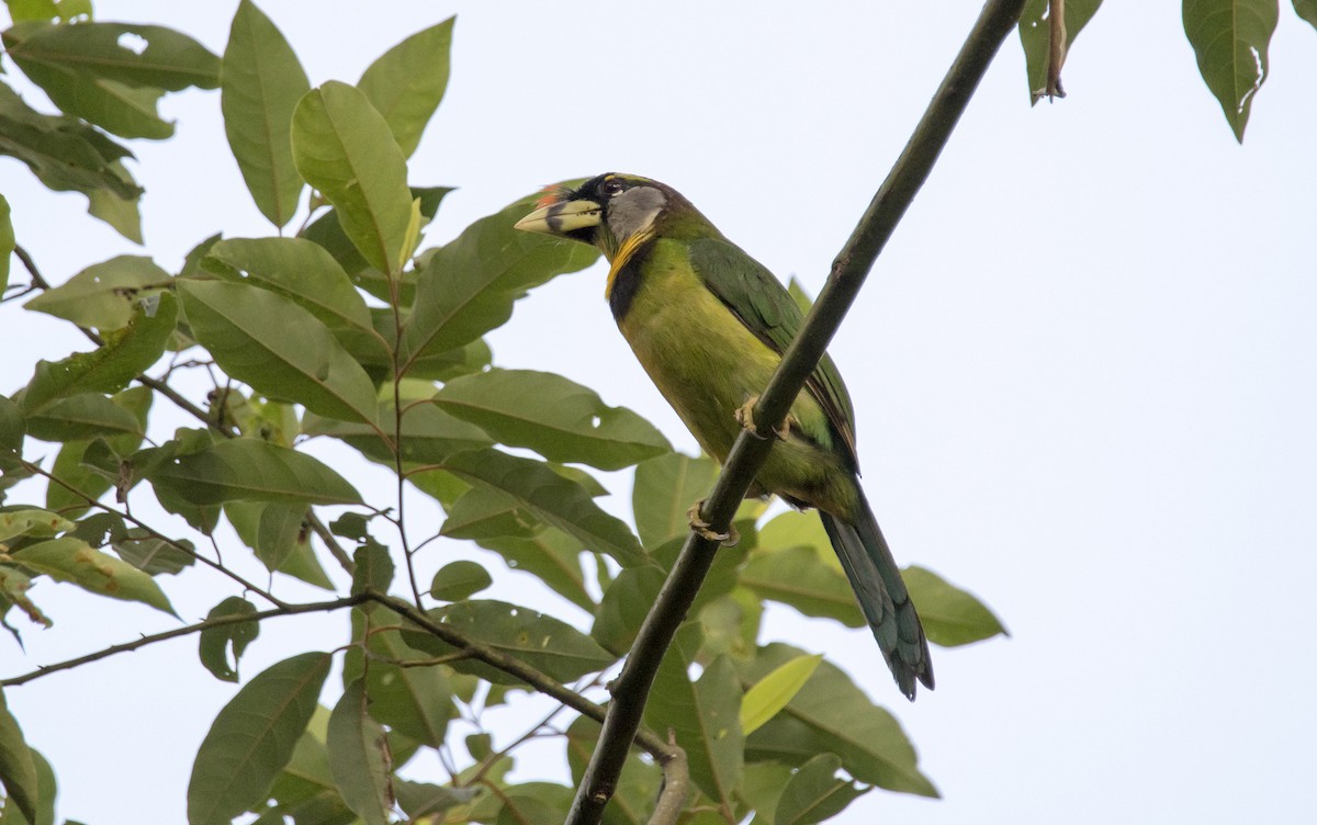 Fire-tufted Barbet - ML64058251