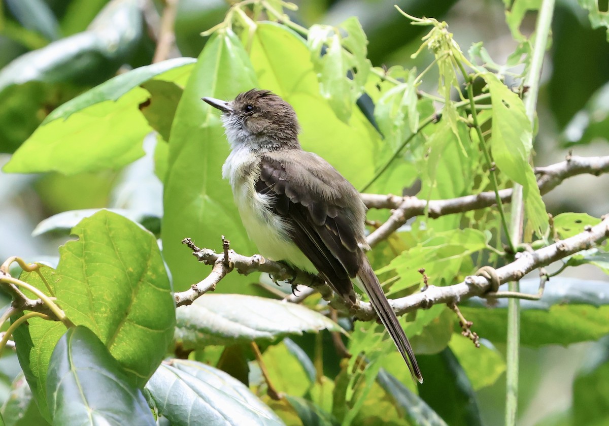Sad Flycatcher - ML640582511