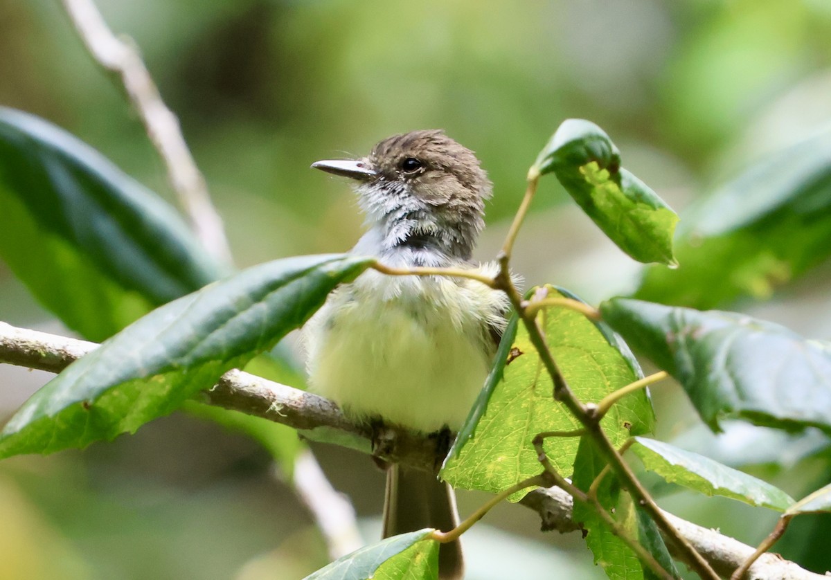 Sad Flycatcher - ML640582513