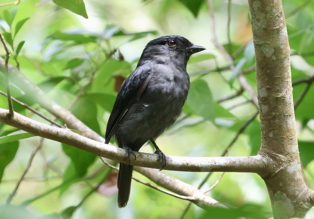 Jamaican Becard - ML640582520