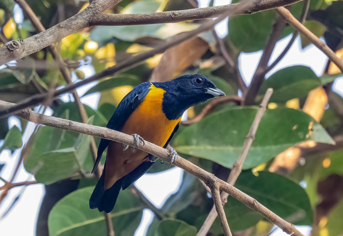 Rufous-bellied Euphonia - ML640582534