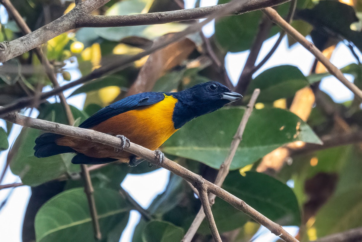 Rufous-bellied Euphonia - ML640582539