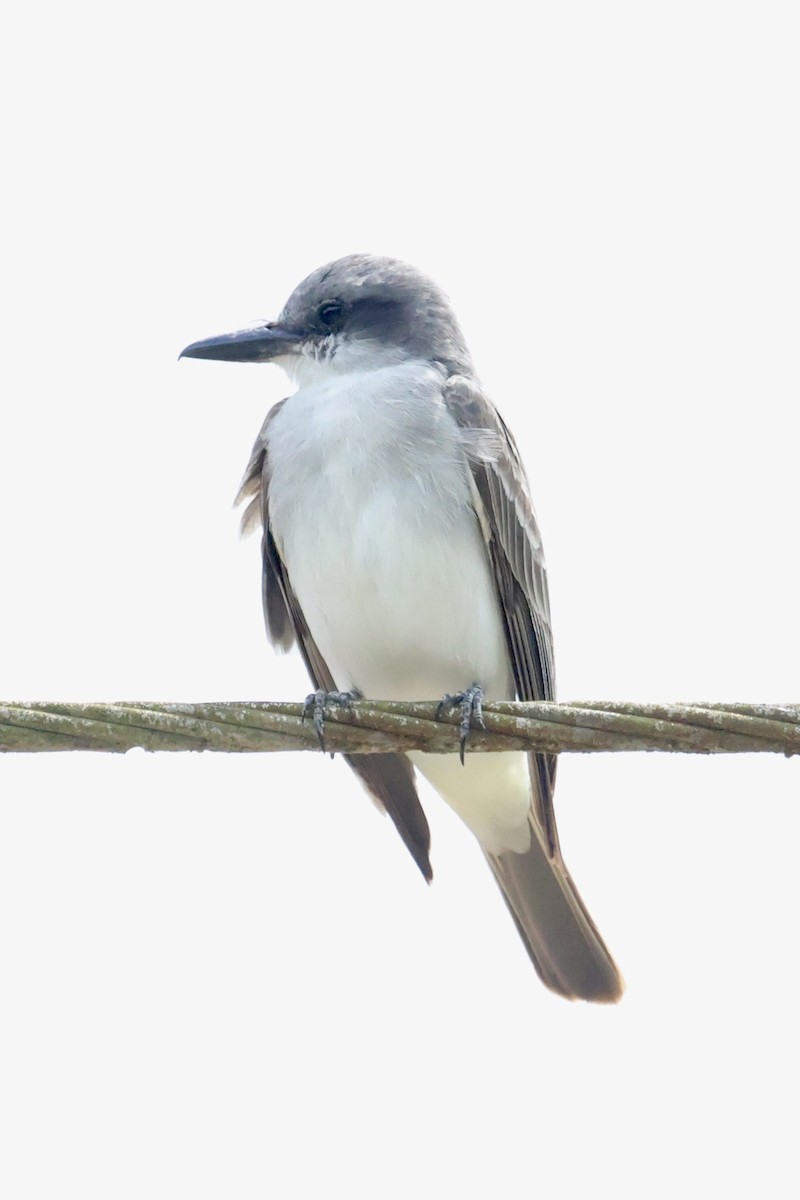 Gray Kingbird - ML640582548