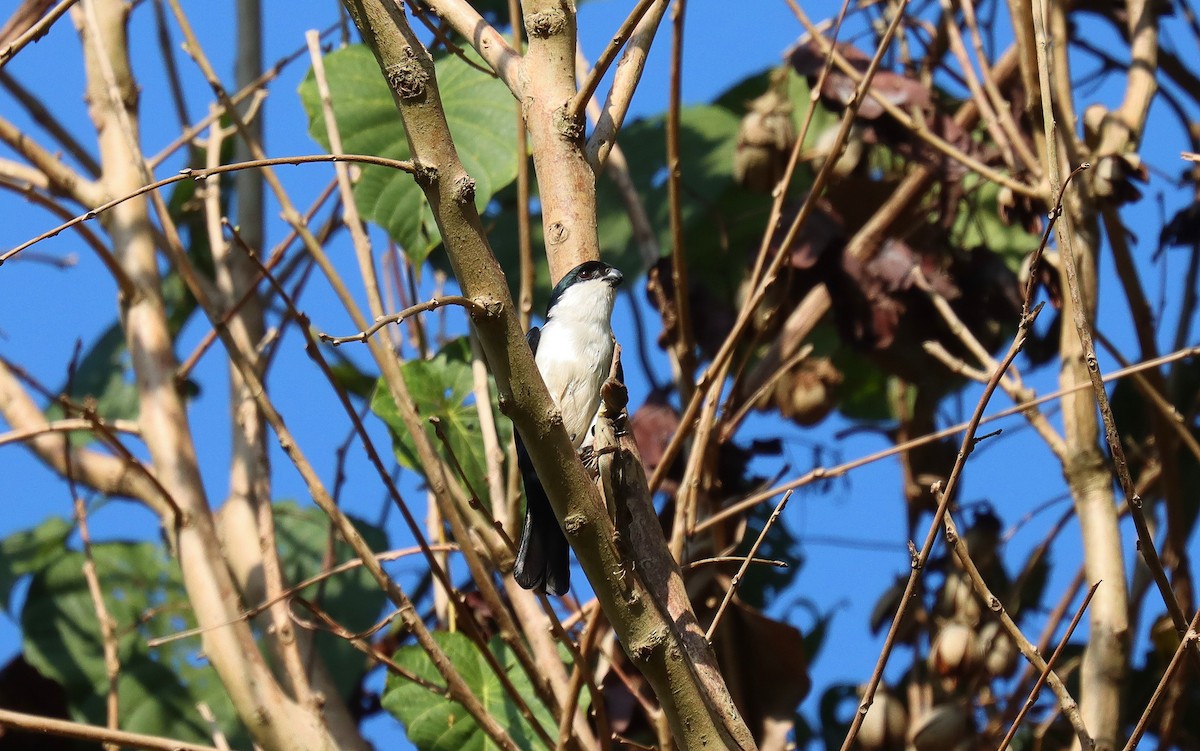 Philippine Falconet - ML640582579