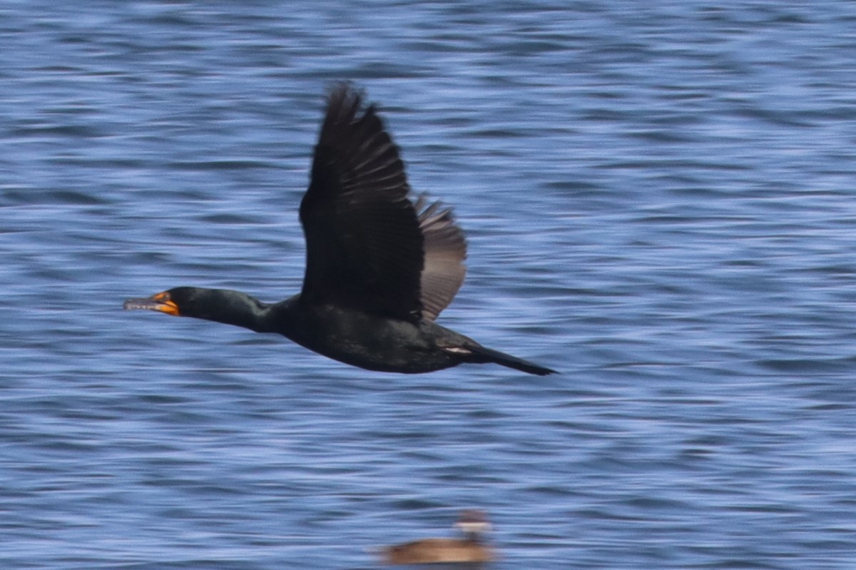 Double-crested Cormorant - ML640582585