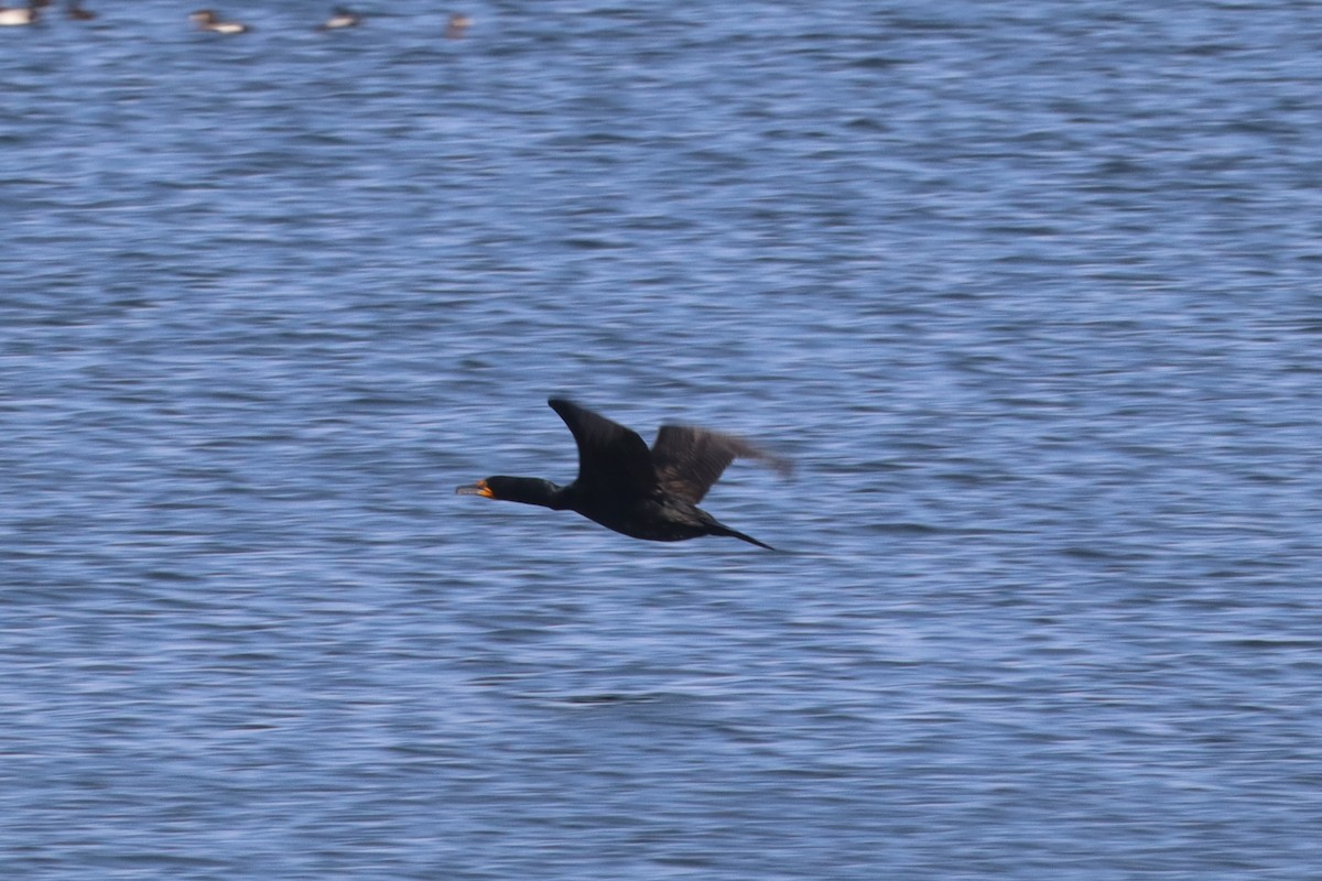 Double-crested Cormorant - ML640582589