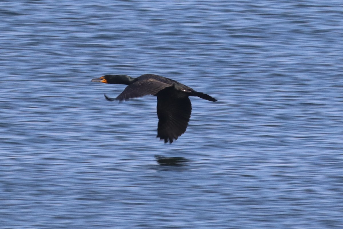 Double-crested Cormorant - ML640582590