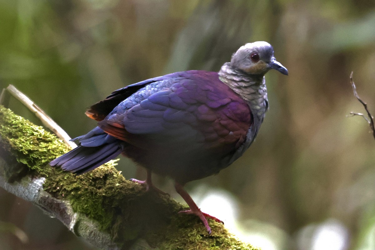 Crested Quail-Dove - ML640582609