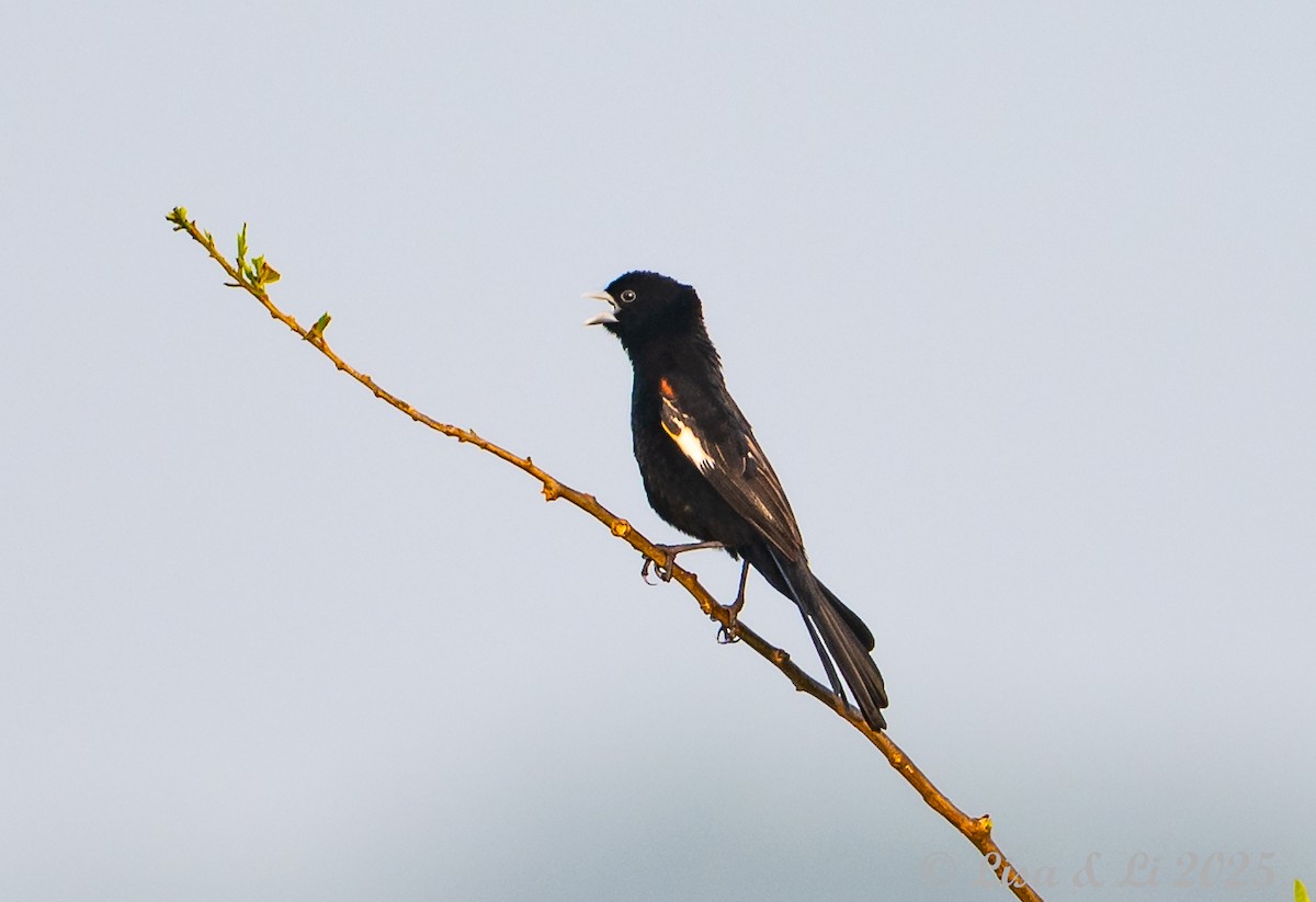 ハジロホウオウ - ML640582611