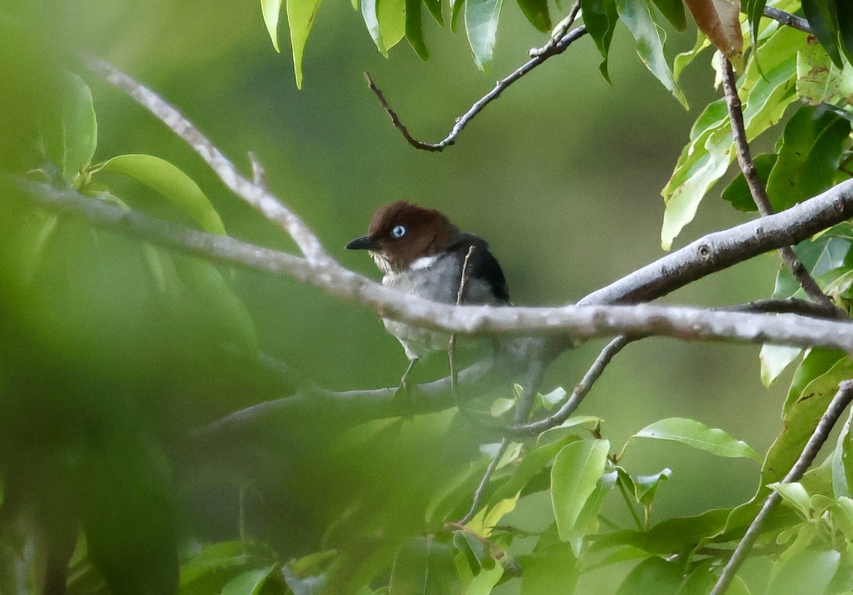 White-eyed Thrush - ML640582634