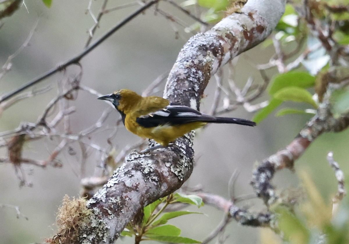 Jamaican Oriole - ML640582645