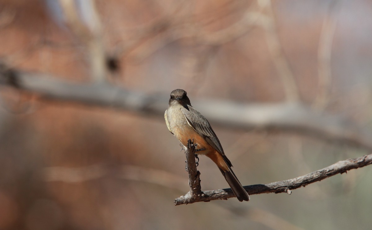 Mosquero Llanero - ML640582657