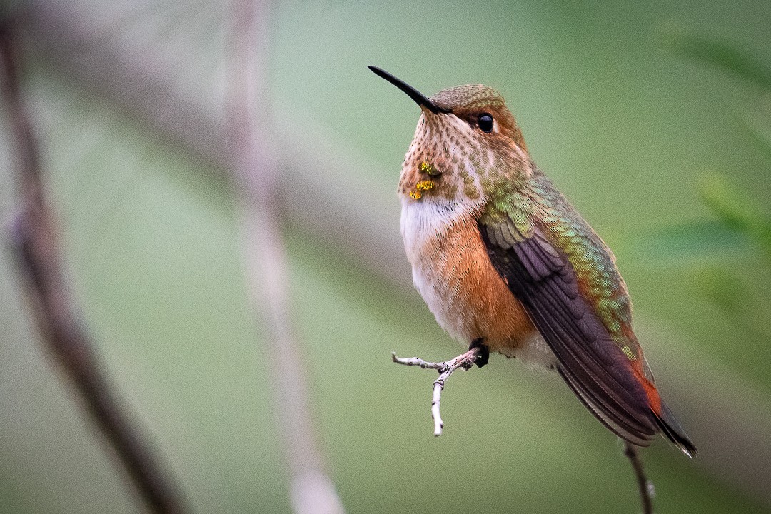 Rufous Hummingbird - ML640582675